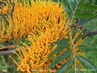 Grevillea-robusta-Silver-Oak6