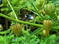 Ground-Cherry3