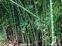 Guadua-angustifolia-Colombian-timber-bamboo1