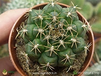 gymnocalycium-damsii-cactus