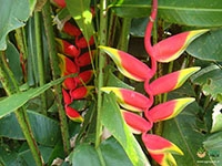 hanging-lobster-claw