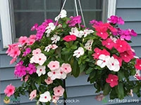 hanging-vinca-4-color