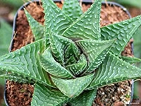 haworthia-fairy-washboard-plant