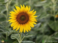Helianthus-annuus-Sunflower6