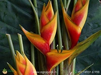 heliconia-heart-of-gold