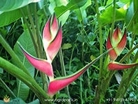 heliconia-imperial