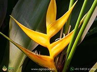 Heliconia-Island-Yellow1