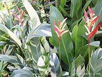 heliconia-lady-di-variegated