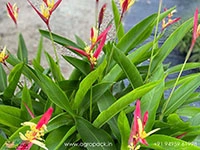 heliconia-lady-di