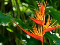 heliconia-paradise