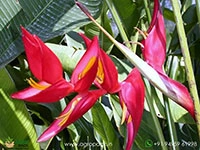 heliconia-pedro-ortiz