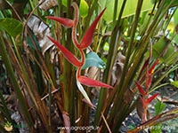 heliconia-red-carpet
