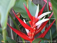 heliconia-red-christmas