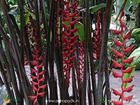 heliconia-red-wings
