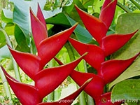 Heliconia-St.-Rose1