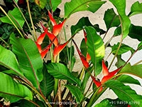 Heliconia-Stricta-Dwarf-Jamaican3