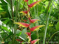 heliconia-temptress