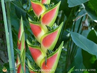 heliconia-wagneriana-rainbow