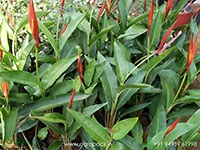 heliconia-psittacorum