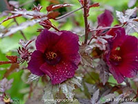 Hibiscus-acetosella-Cranberry-hibiscus4