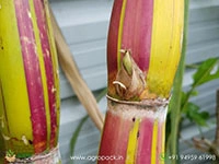 hilo-buddha-hawaiian-sugarcane