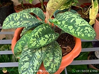 homalomena-camouflage