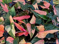 homalomena-pink-diomnd