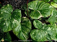homalomena-variegated