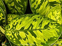 Homalomena-Wallisii4