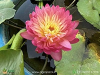 honey-dew-tropical-water-lilly