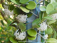 Hoya-Australis2