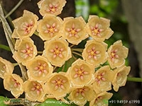 hoya-blashernaezii-yellow