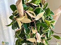 hoya-carnosa-krimson-queen