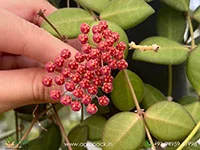 Hoya-burtoniae2
