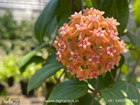 Hoya-fitchii1