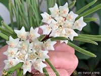 hoya-linearis