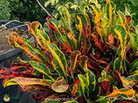 Hybrid-Croton1