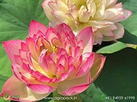 Hybrid-Multiple-Shade-Lotus1