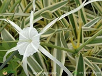 Hymenocallis-littoralis-Variegated-Spider-Lily2