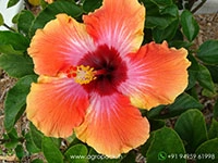 Imported-Hybrid-Chinese-Multi-Color-Hibiscus3