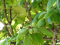 indian-almond