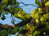 Indian-Elm1