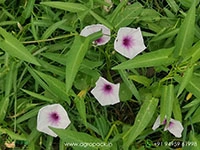 ipomoea-aquatica