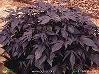 Ipomoea-batatas-Blackie2