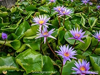 Islamorada-Tropical-Water-Lilly1