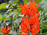 jade-vine-red