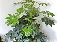 japanese-aralia