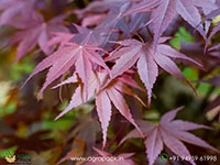 japanese-red-maple