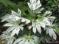 japonica-fatsia-variegated