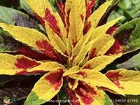 josephs-coat-amaranthus-tricolor